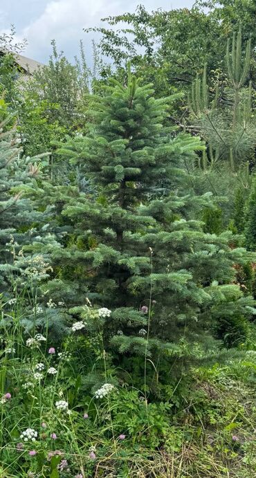 Декоративные цветы: 🌿 Сапаттуу көчөттөр Ноокаттан! Европадан алып келинип, өзүбүздүн — 7