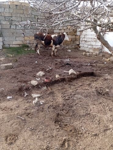 Dana, buzov: 11 aylıq əkəy dana 150 kilo əti var damazlıq yarayır ətdiyə də — 4