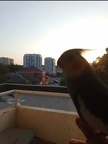 Tutuquşları: Karela papuqay 1 yaşi var insanlardan qaçmir 2 söz deyil aşkim cici — 8