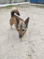 İtlər: Zvonok, 1 il, Erkek — 4