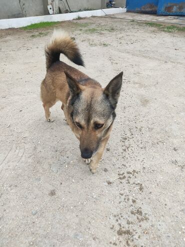 İtlər: Zvonok, 1 il, Erkek — 9