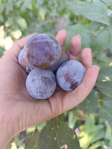 саженцы малины шапка мономаха: Продается слива оптом. сладкая, вкусная