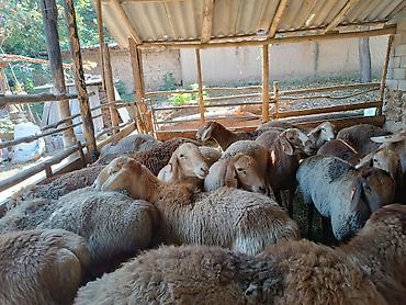 муравьиный спирт: Продаю | Баран (самец) — 8