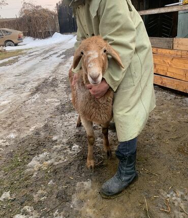 баран продажа: Сатам | Ургаачы кой (ургаачы) | Арашан | Көбөйтүү үчүн | Асыл тукумдуу