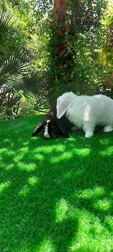 angora pişik: Angora tipli dekorativ dovşanlar - Uzun, yumşaq və tüklü yun örtüyü — 7