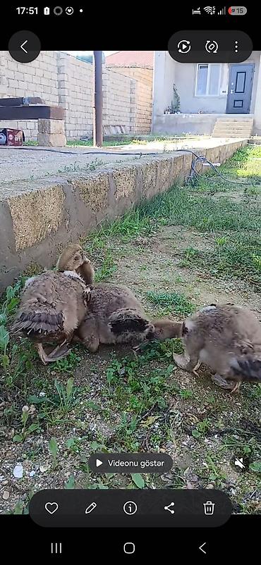 ördək satışı: Satılır ördək balaları. Şəkillərdə bir neçə ədəd ördək balası — 1