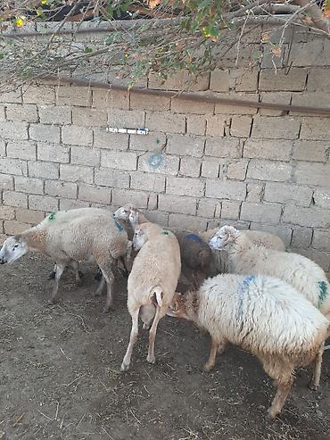 Бараны, овцы: Diri çəki 8-50 --9 manatQoyun və quzular – qarışıq sürü - Say — 5
