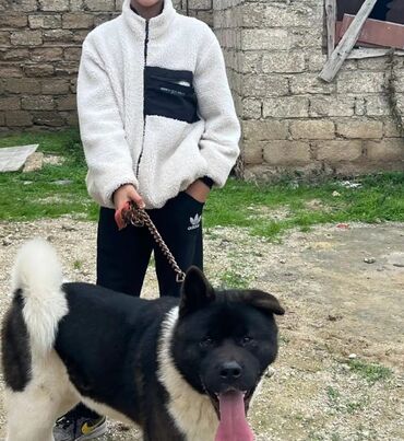 akita it: Akita-inu, 1 il, Erkek, Cütləşmə üçün, Ödənişli çatdırılma
