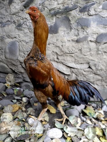 Xoruzlar: Salam Heyratı beçə 80 Heyratı sarıfete Fotoşəkillər Samsung Galaxy A7 — 1