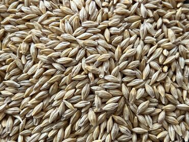 продаю пшеница: Арпа оптом сатылат. Яровой сорт, семенной, Уруктукка да болот