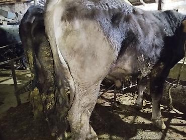 Коровы, быки: Продаю | Бык (самец) | На забой — 11