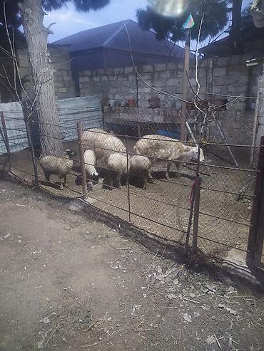 Qoyunlar, qoçlar: Ekiz qoyunlar — 1