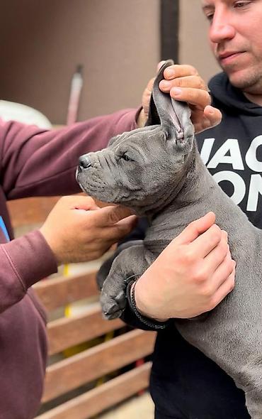 Psi: Dostupni za rezervaciju stenci Cane Corso iz registrovane — 6