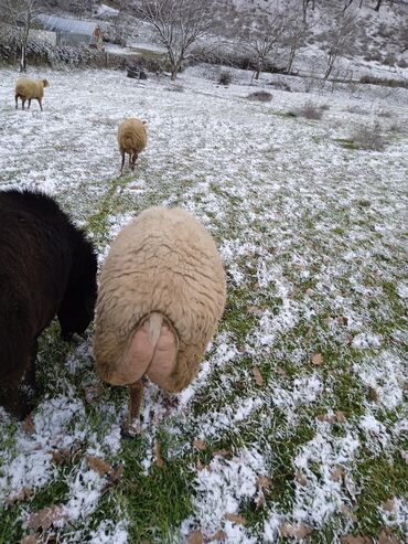 Qoyunlar, qoçlar: Dişi, il: 2, 80 kq, Damazlıq — 9