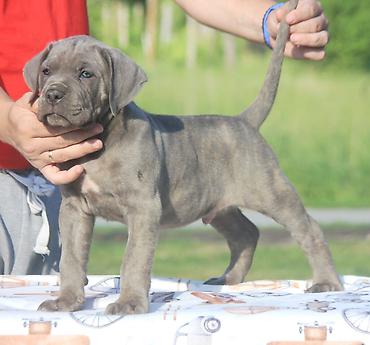 Psi: Cane Corso štenci U ponudi veoma perspektivni štenci iz različitih — 5