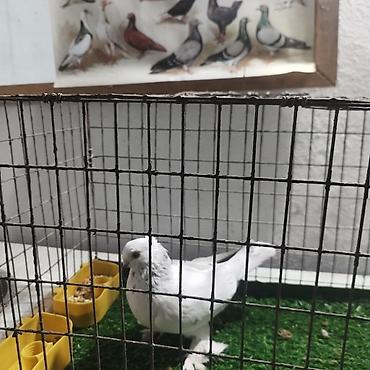 Другие с/х животные: Породистые декоративные голуби. Описание: - Порода — 12