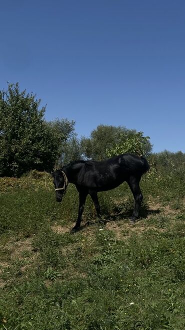 вьетнамский хмонг купить в россии: Сатам | Байтал | Аргын | Көбөйтүү үчүн, Ат спорту
