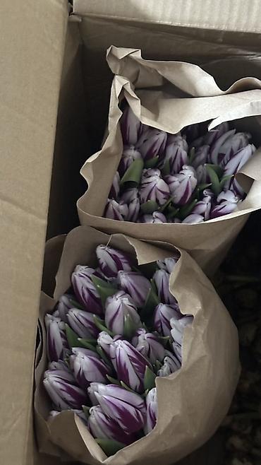 Букеты из живых цветов: Тюльпаны, срезка в крафт-упаковке. - Ассортимент оттенков — 12