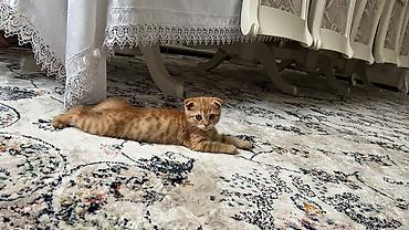 Скотиш Фолд (Шотландская вислоухая), 3 месяца, Мальчик, Рыжий, Приучена к лотку