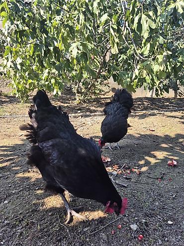 mal satisi: Toyuq, Australorp, Damazlıq — 3