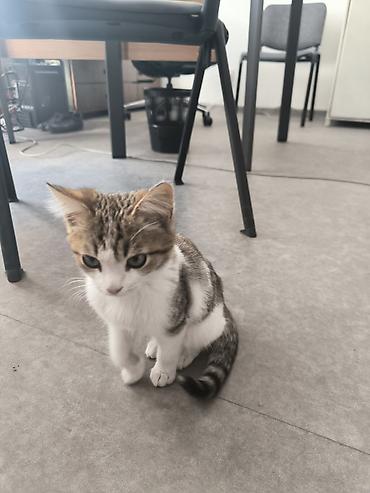 Продажа кошек: Котёнок домашний, короткошёрстный. - Окрас: белый с — 4
