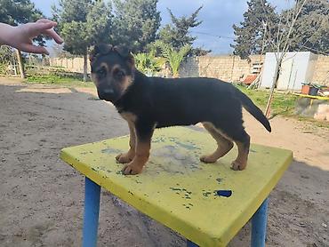 it sekli: Alman çoban iti, 3 ay, Dişi, Peyvəndli — 7