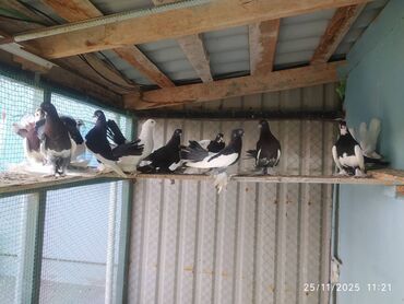 Göyərçinlər: Tam sağlam quşlardır — 8