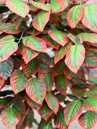 Süni güllər: Daxili və xarici məkanlar üçün nəzərdə tutulmuş süni dekorativ ağac -da lalafo.az — 3 Süni güllər: Daxili və xarici məkanlar üçün nəzərdə tutulmuş süni dekorativ ağac — 3