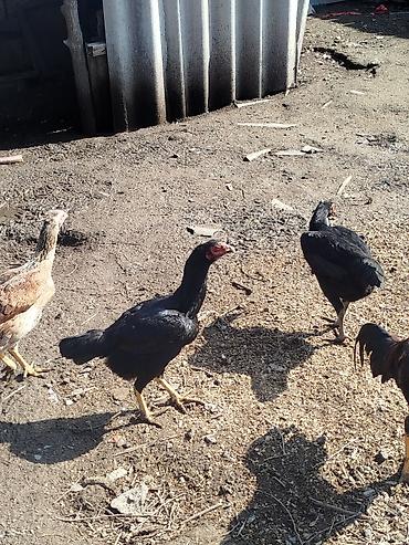 Куры, петухи: Продаю | Петух | Бойцовая | Для разведения — 9