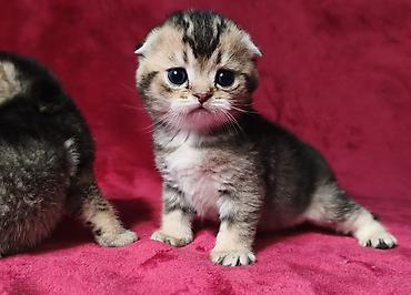 Продажа кошек: Скотиш Фолд (Шотландская вислоухая), 2 месяца, Девочка at lalafo.kg — 6 Продажа кошек: Скотиш Фолд (Шотландская вислоухая), 2 месяца, Девочка — 6