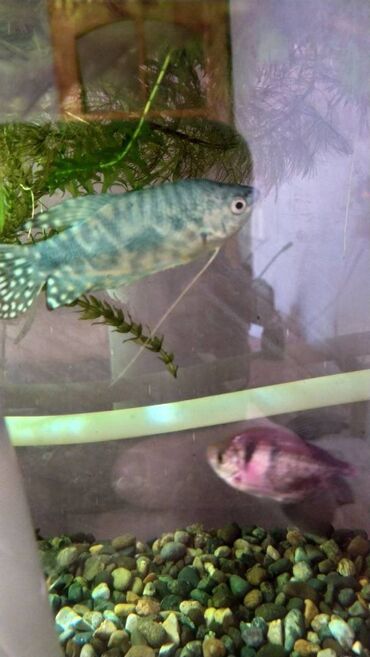 Balıqlar: Quppi, Sülhsevər — 7