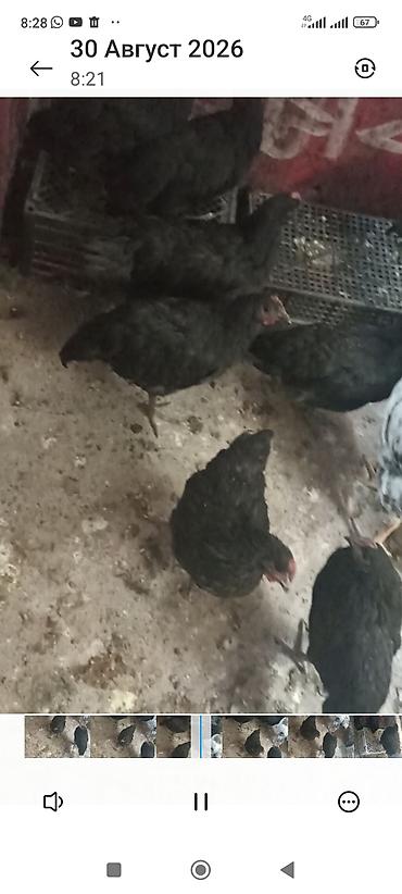 Животные: Продаю | Куры | Род-Айленд | Несушки — 3