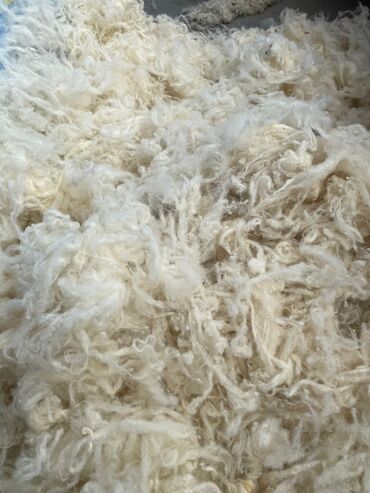Yun: Yun satişi satışda yuyulmuş şamaxı yunu var qiymətlər keyfiyyətə — 31