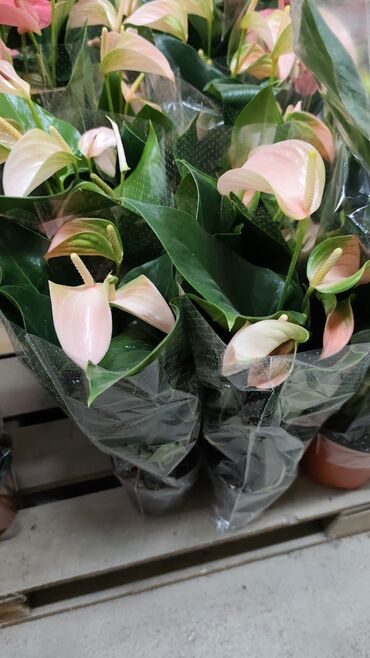 антуриум цветы: Антуриум (Anthurium) в горшке, сорт с нежно‑розовыми прицветниками. -