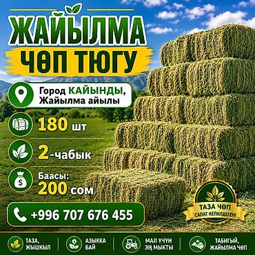 Сено в тюках (Жайылма, город Кайынды) - Урожай: 2-й укос -