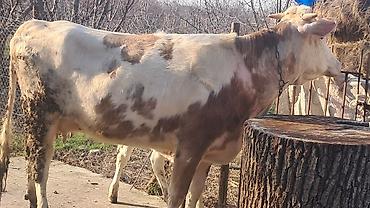 Inəklər, öküzlər: Dişi, Simental, il: 3, 450 kq — 10