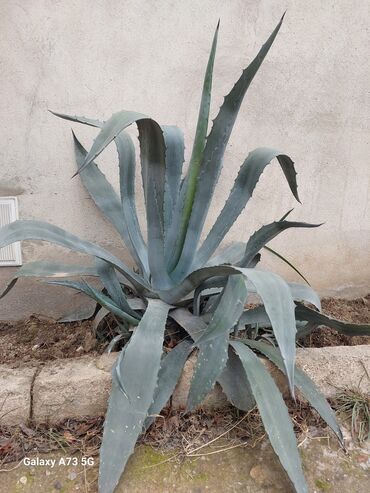 meyve veren kaktus: Hundurluyu 1 metr,yarpaqlari saglam ustunde 1,2 dene balasida