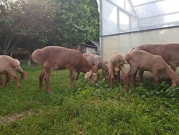Баран, овца: Продаю | Ягненок, Баран (самец) | Арашан — 7