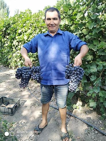 Виноград: Саженцы винограда: Ризамат. Киш-миш чёрный. Мирный. Розовый тайфи — 17