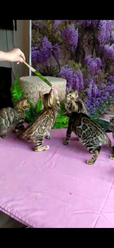 Продажа кошек: Бенгальские котята Проф.Питомник Бен Гла Мур предлагает.чудесных — 11