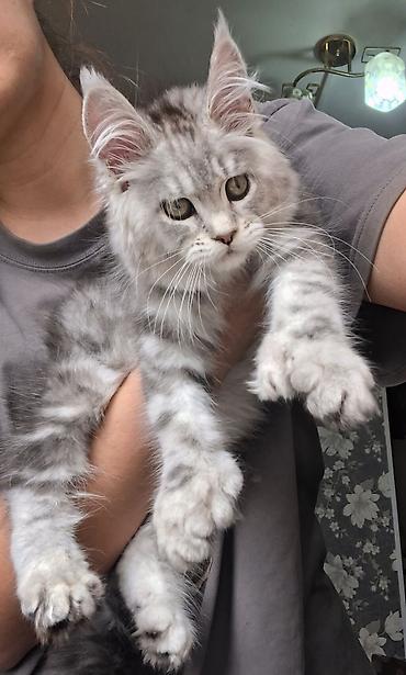 Продажа кошек: Породистый котёнок мейн-кун, окрас серебристый мрамор (silver tabby) — 4