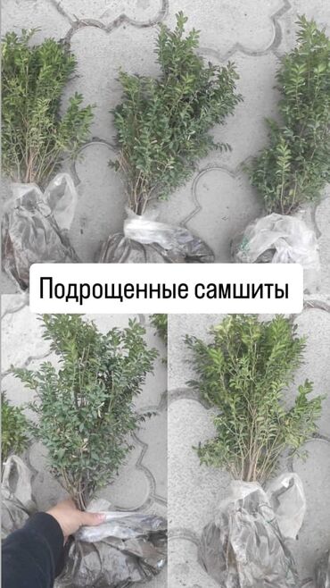 Садовые цветы и кустарники: Рассада цветка: Самшиты