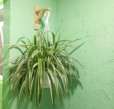 damat tween baku: Журнальный стол, Новый at lalafo.az damat tween baku: Журнальный стол, Новый