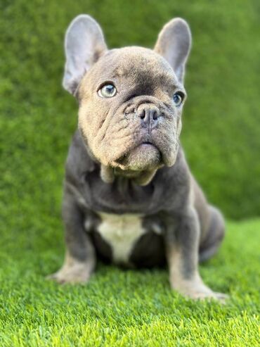 Psi: Odgajivačnica La Casa de Frida – FC Srbija Predstavlja prelepe štence — 2