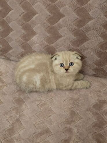 Pişiklər: Britan -da lalafo.az — 5 Pişiklər: Britan — 5