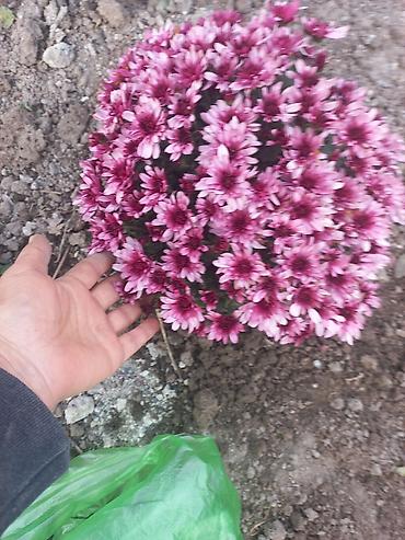 Другие виды семян и саженцев: Саженцы хризантем с пышной зеленой листвой, готовые к пересадке — 24