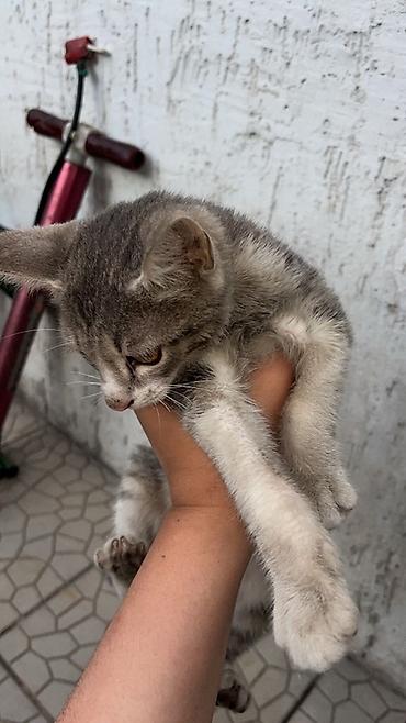кошка в бишкеке: Короче, сегодня утром к нам пришёл маленький котёнок 🥺 Был очень — 1