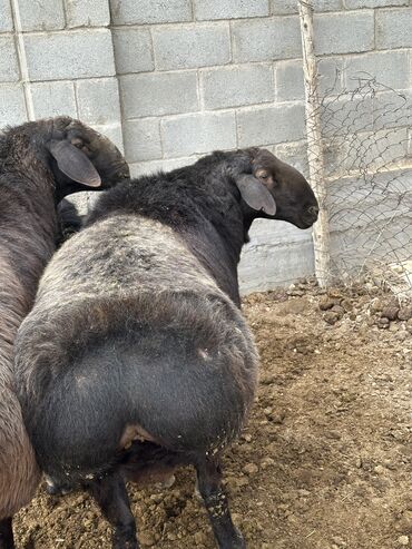 Бараны, овцы: Продаю | Баран (самец), Ягненок | Гиссарская, Арашан | Для разведения, Для шерсти, На забой | Племенные — 5