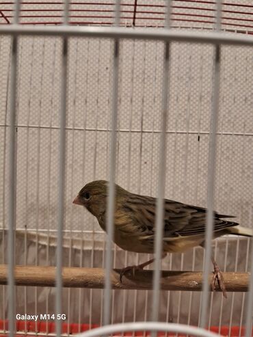 Digər quşlar: Kanareyka quşları və qəfəs Məhsul təsviri: - Şəkillərdə ağ və sarı — 7