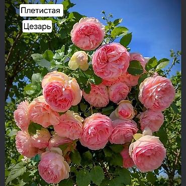 Плетистые розы (сорта на выбор): Цезарь, Роз де Толбияк, Герцогиня